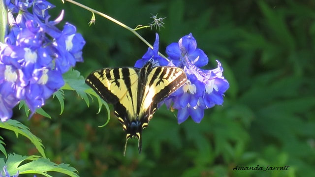 monarch butterfly pollinator