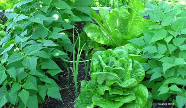 growing vegetables organically