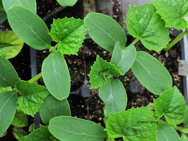How to grow vegetables from seed