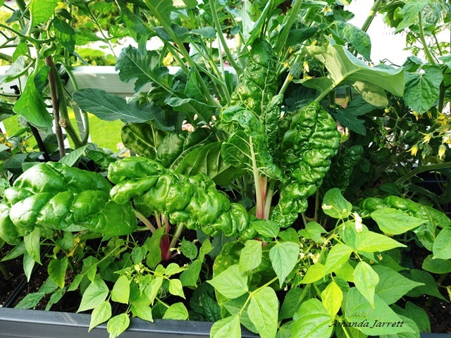 how to grow vegetables in pots