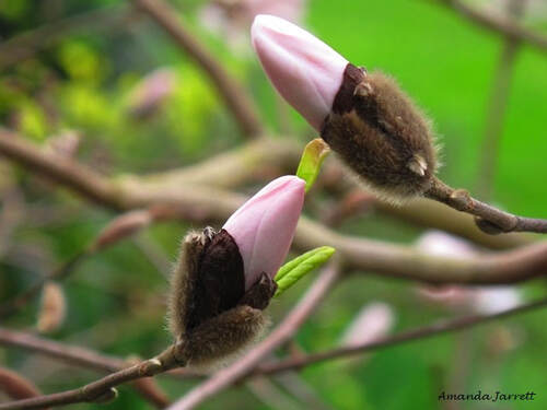 magnolia flower buds-pussy willows