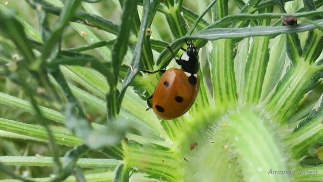 Ladybugs and aphids