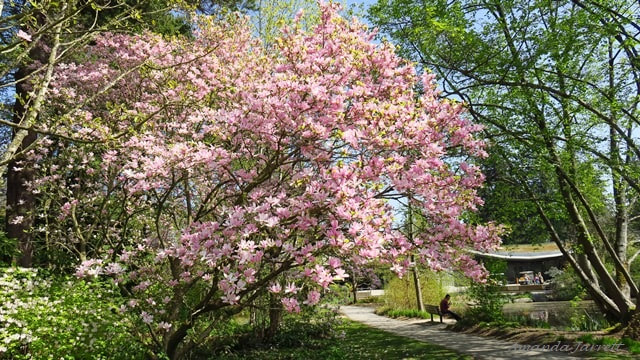 spring flowering trees