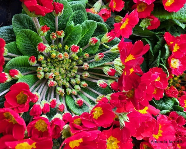 rosette basal crown primrose