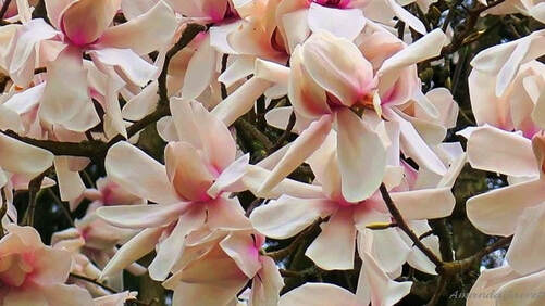 How to grow saucer magnolias 