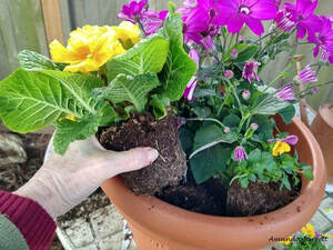 How to grow plants in containers.
