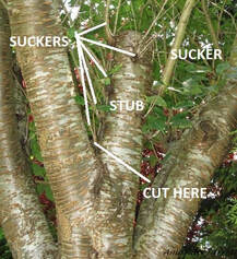 how to prune