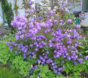 Bob's Blue rhodododron,April flowers