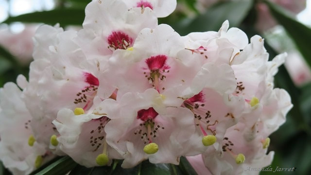 Beautiful-face rhododendron calophytum,March flowering shrubs