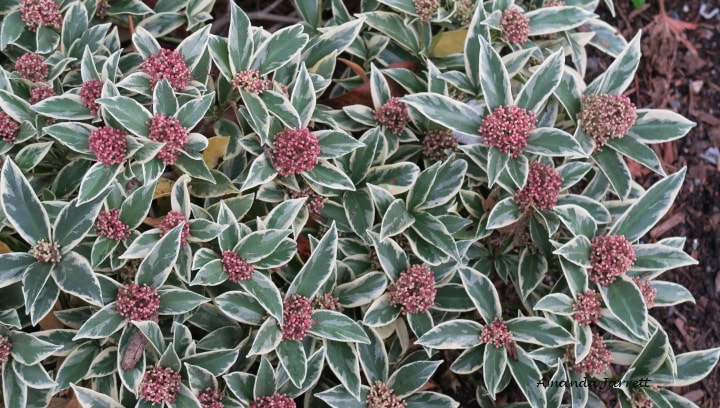 Magic Marlot skimmia,variegated plants,winter shrubs
