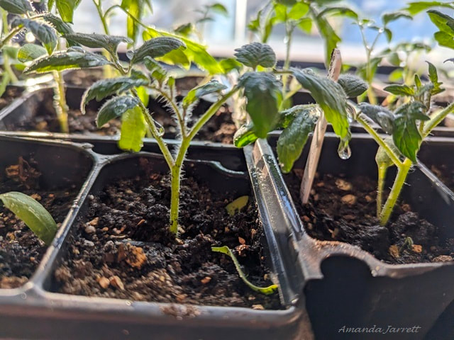 How to grow tomatoes from seeds