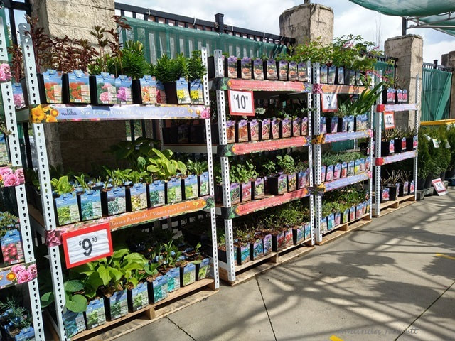 where to buy plants in spring 