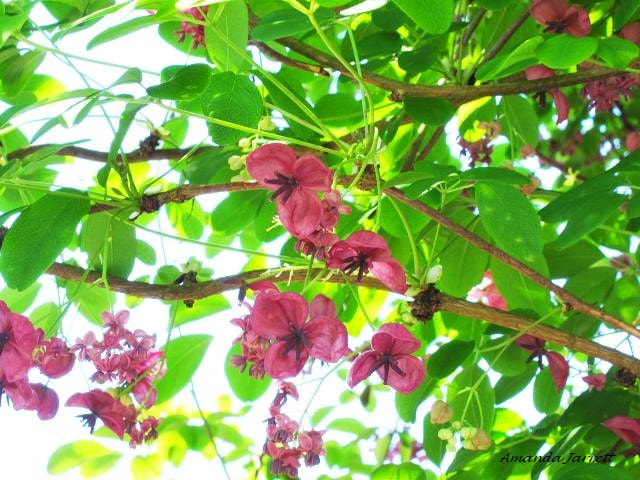 chocolate vine,Akebia quinata,May flowering vine 