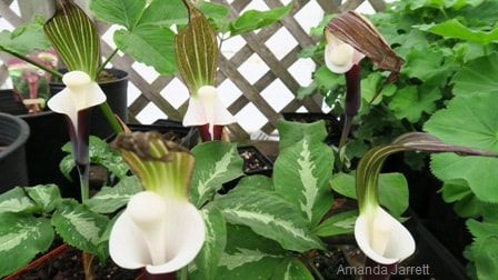 Jack-in-the-Pulpit-arisaema-shade plant-May flowers