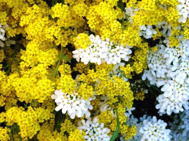 flowering groundcovers