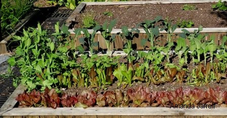 Growing veggie creepers  Organic Kitchen Gardening and my