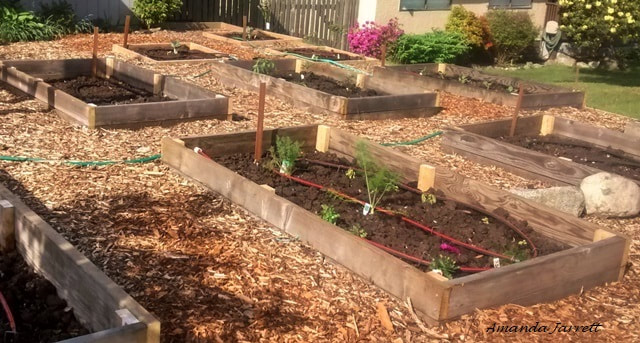 raised beds-growing vegetables