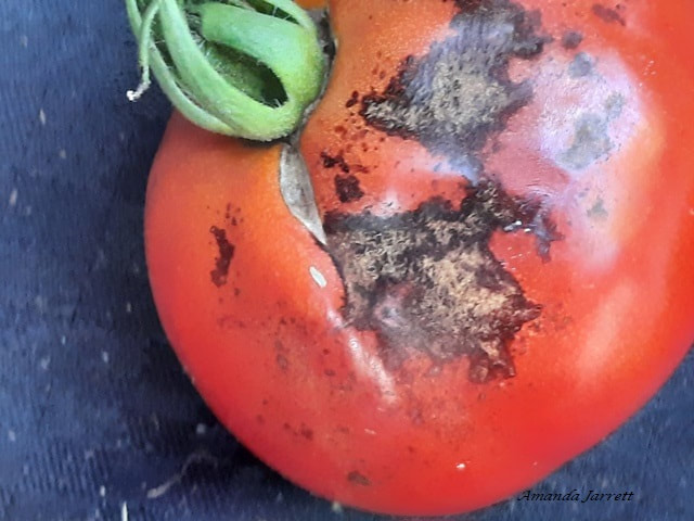 tomato fruit problems diseases blight