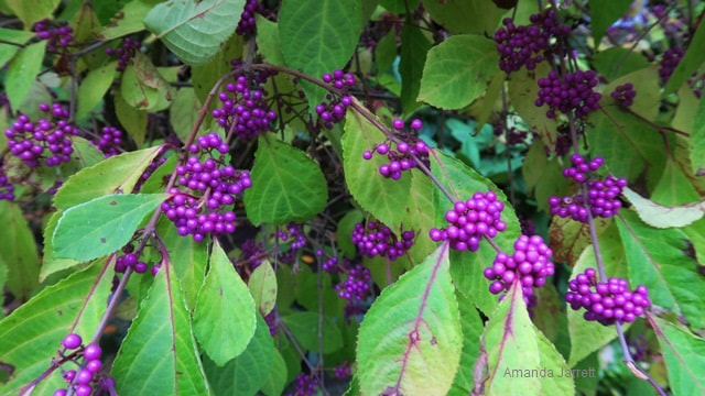 Beautyberry Callicarpa bodinieri purple berries fall colour plant