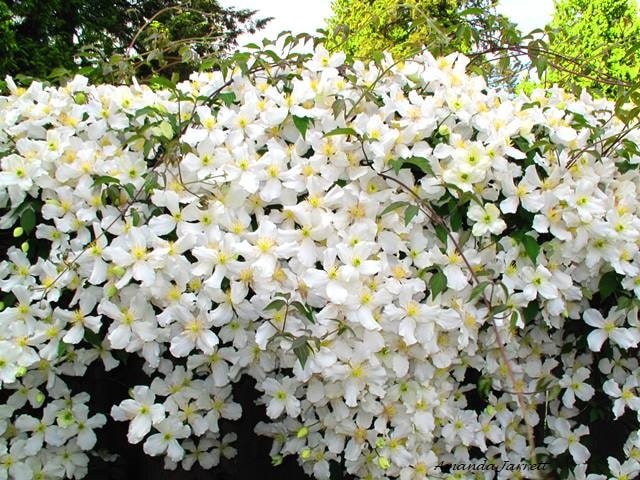 Montana clematis,anemone clematis,May flowering vines