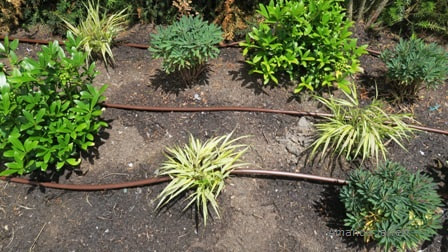drip irrigation,drought gardening