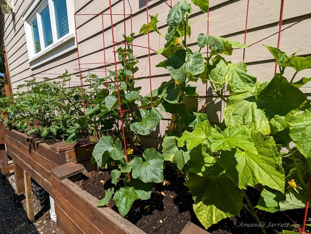 grow vegetables in planters