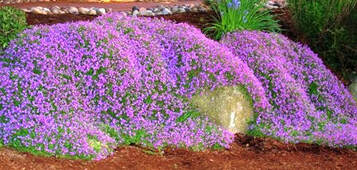 Purple Rock Cress (Aubrieta deltoidea) in Drums Mountaintop Wilkes
