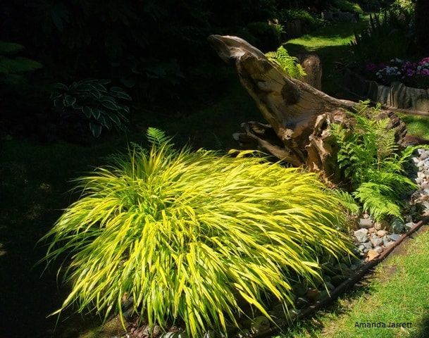 japanese ornamental grass