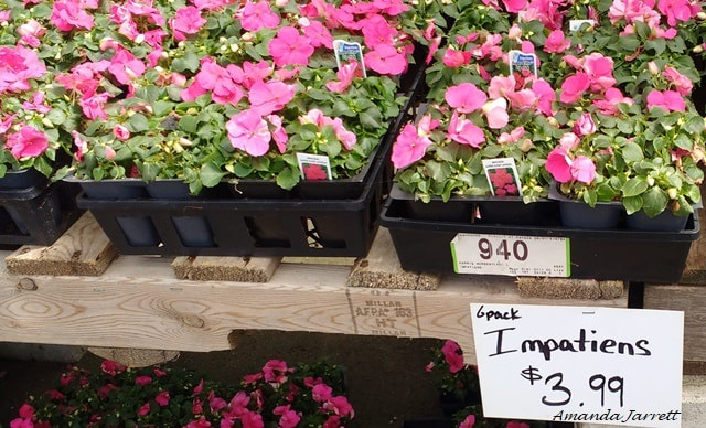 how to save money when buying bedding plants