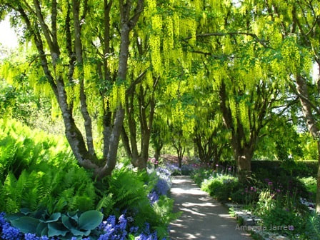 Golden chain tree,Laburnum,flowering trees,May flowering trees