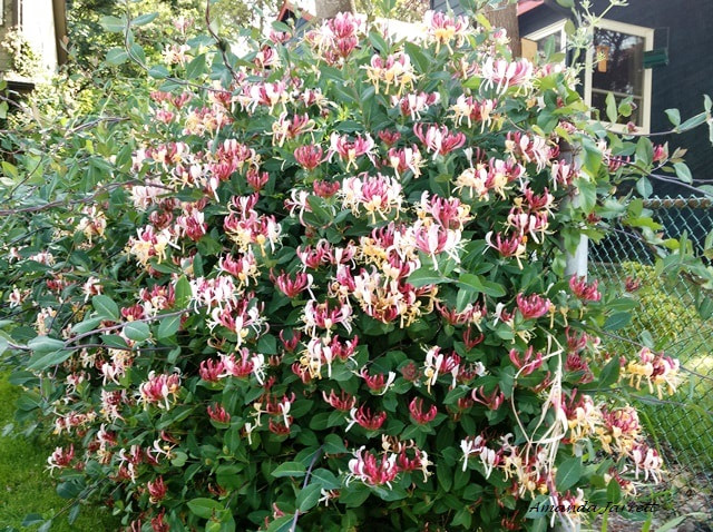 honeysuckle,Lonicera 'Peaches & Cream',flowering vines,May flowering vines