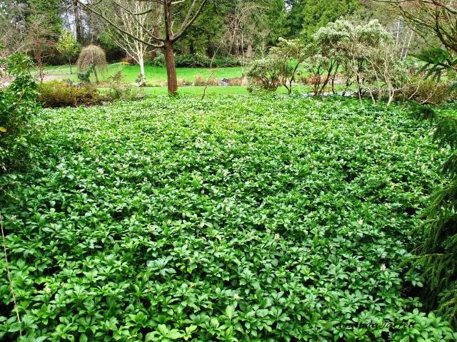 Japanese spurge evergreen ground cover for shade