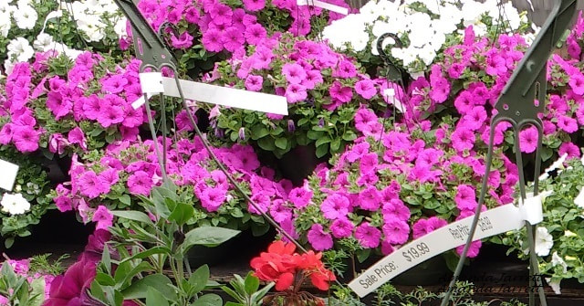 bedding plants and annuals