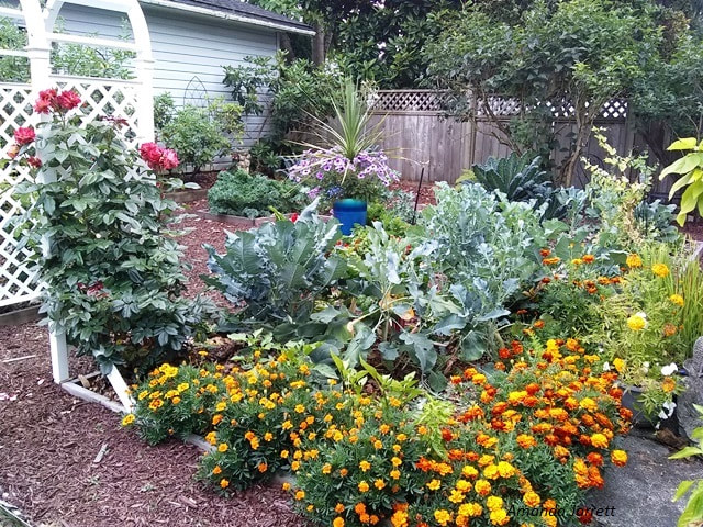 where to put vegetable gardens