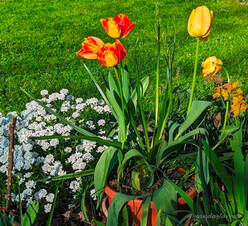 what to do with spring flowering bulbs after flowering