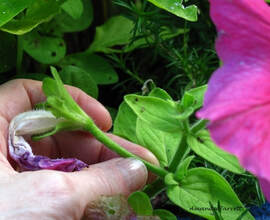 how to grow annuals