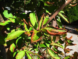 curled leaves and brown edges are signs of drought