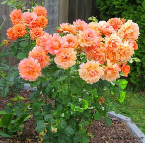 easy care roses-low maintenance roses