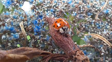 beneficial insects-ladybug