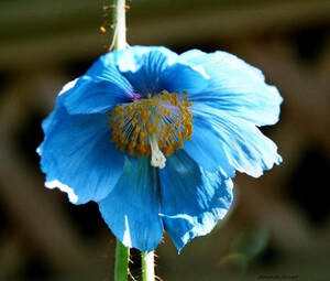 Himalayan blue poppy-Mecanopsis-blue flowers