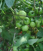 how to prune tomatoes to speed up ripening