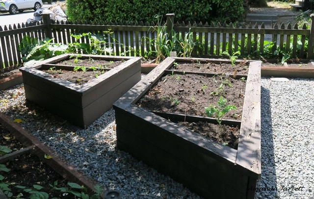 raised beds for vegetables