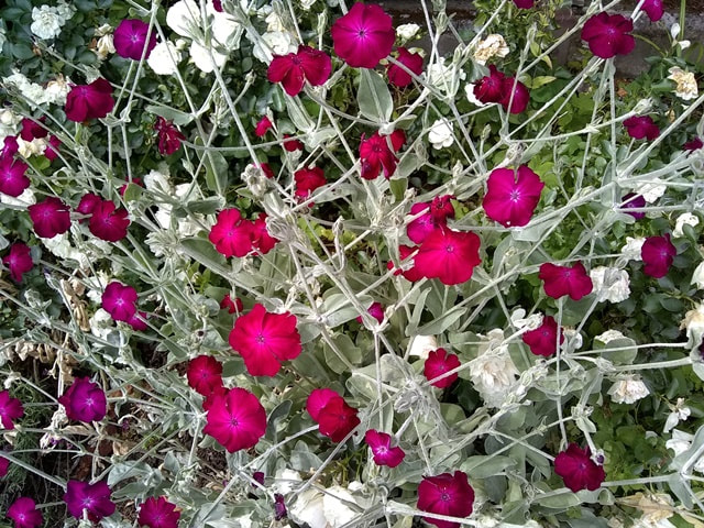 rose campion,catchfly,Lychnis coronaria,drought tolerant plant