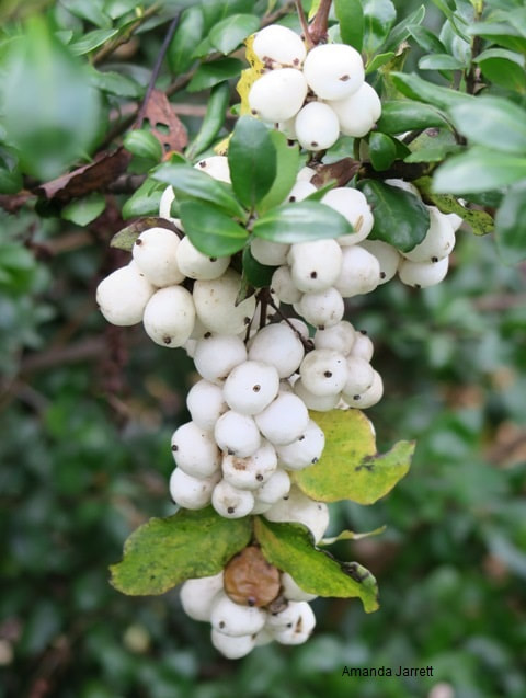 Plant Profile: Snowberry - Gardening Australia