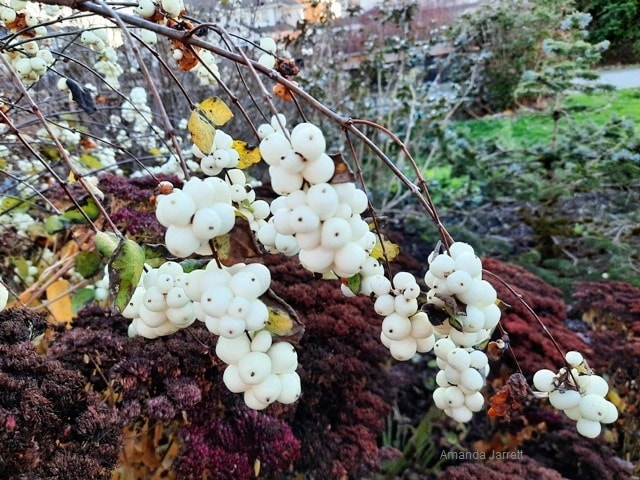 Snowberry Plant Info - When And Where To Plant Snowberry Bushes