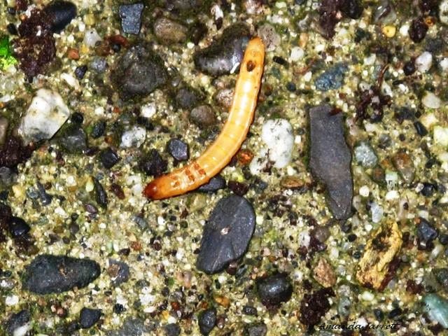 wireworm-orange worms